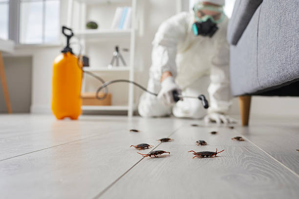 Post-Treatment Bed Bug Interceptor Monitoring in Fairless Hills